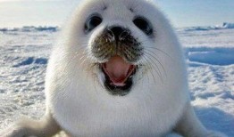 海豹内饰爆料视频大全,全方位视频解析